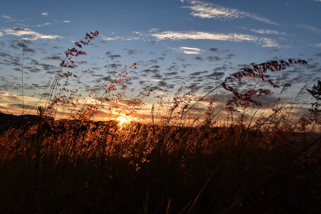 Grass silhouette after sunrise background