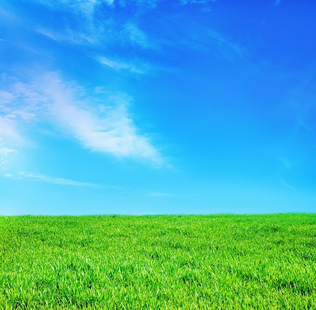 Grass and sky