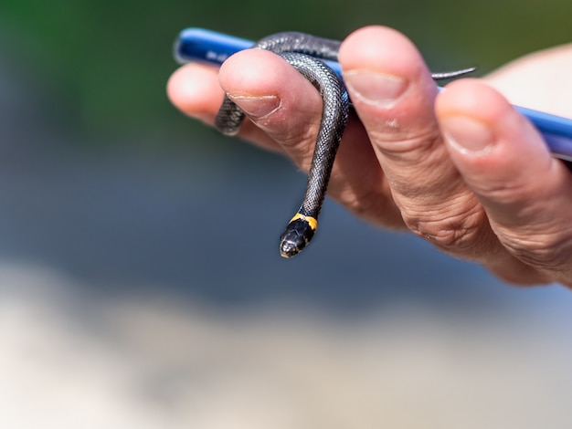 Photo grass snake in male hand on the phone, close-up.