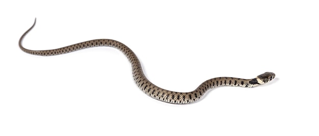 Grass snake, Natrix natrix, Isolated on white