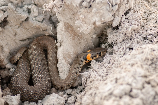 잔디 뱀 Natrix Natrix 자연 서식지의 뱀