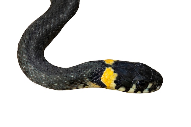 Photo grass-snake on a white background, close-up. isolated