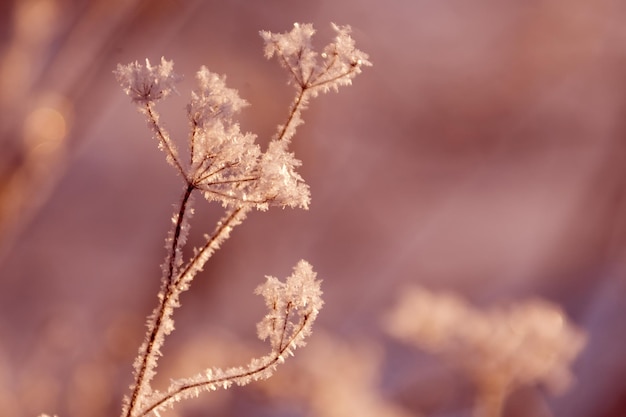 Grass in the snow on blurred background