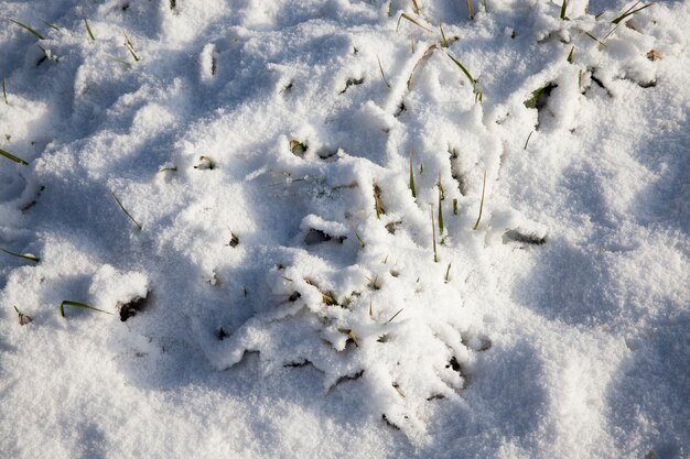 Grass and snow in winter