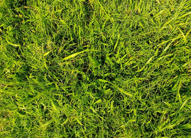芝生のサッカー場の背景のテクスチャ