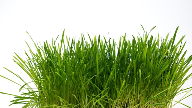 Grass sprouts on a white background