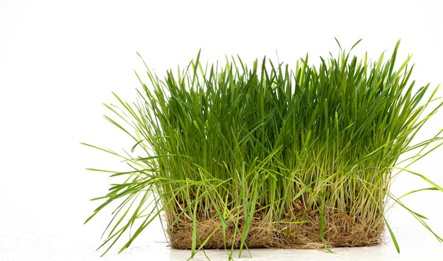 Grass sprouts on a white background