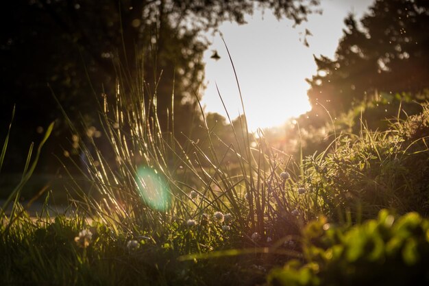 Grass and sun in ground level