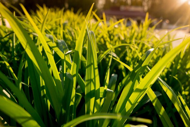 The grass in the sunlight. Light summer 