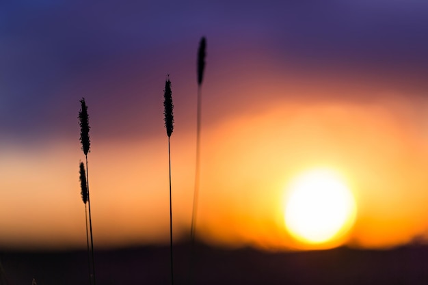 夕焼け空の背景に草