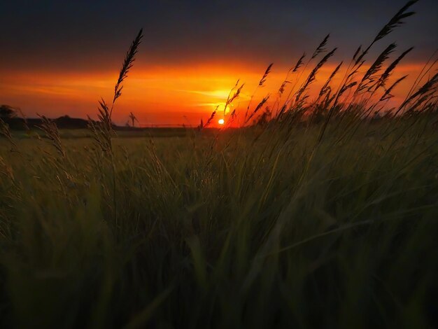 Grass Sunset