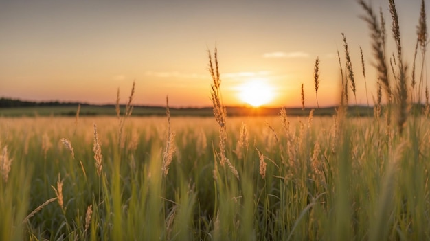 Grass at sunset