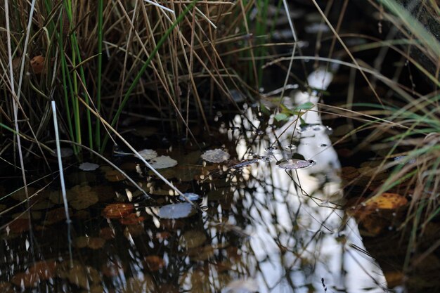 Foto l'erba e il sole che si riflettono nell'acqua