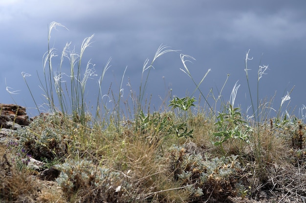 Grass swaying on a cloudy day