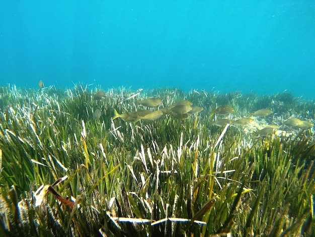 写真 海で泳ぐ草