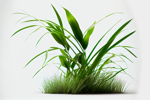 Grass tall, green leaves, white background