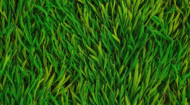 Grass Texture 9