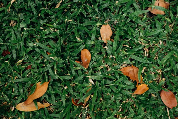 grass texture background