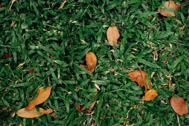 Photo grass texture background