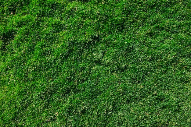 Grass texture from a field