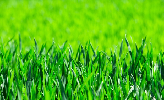 Grass texture from a field