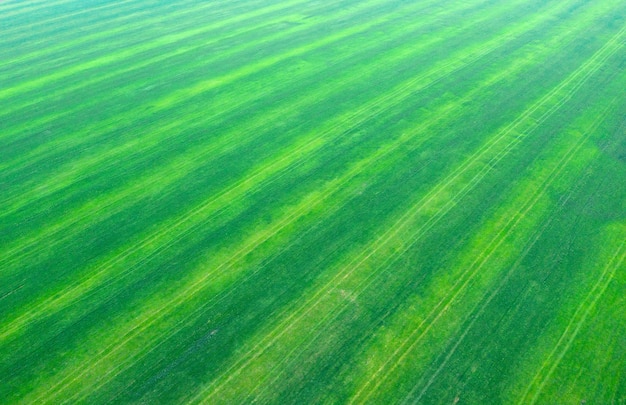 Photo grass texture from a field