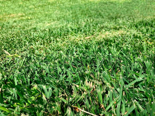 Grass texture green grass background