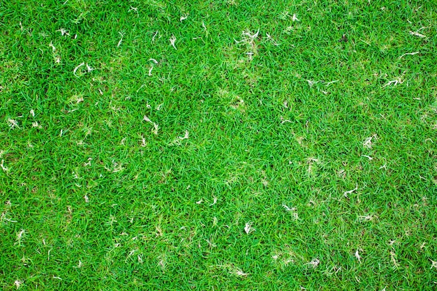 grass texture used as background