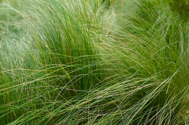 Grass texture