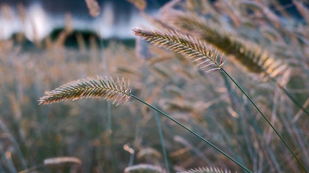 Grass thorns against the sunset sky. Spikelet of wild grass.