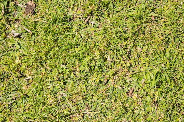 Grass top view textured image for backgrounds and texts