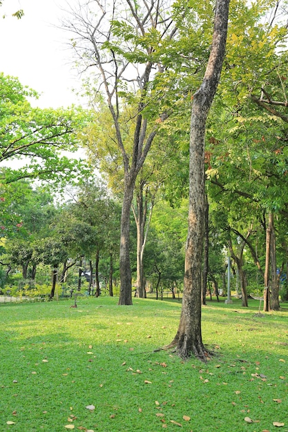Grass and trees in the garden in thailand