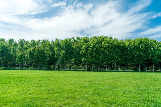 Grass and trees in the park under the blue sky