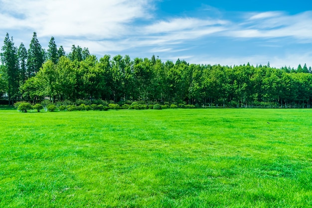 Photo grass and trees in the park under the blue sky