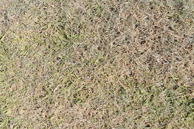 Photo grass upside down texture freshly cut