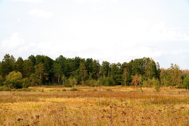 Grass valley in forest during summer