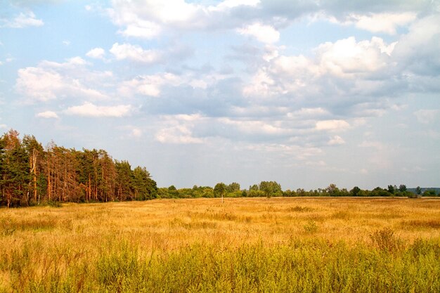 Grass valley in forest during summer