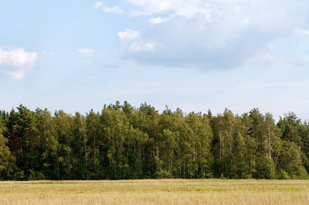 Grass valley in forest during summer