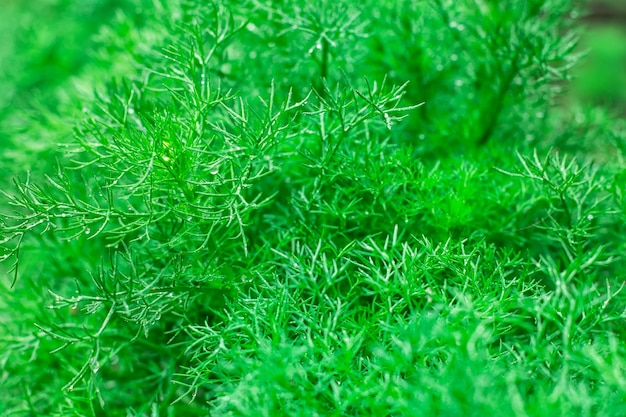 Grass  wallpaper 