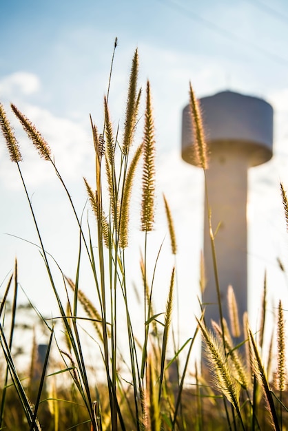 Grass and water tanks