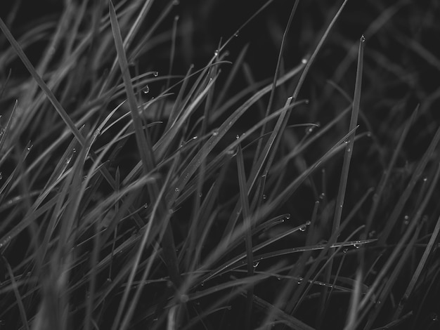 Photo grass wet with raindrops