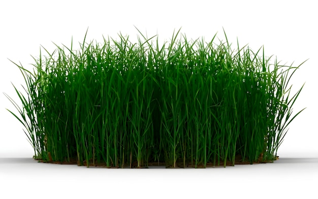 Photo grass on white