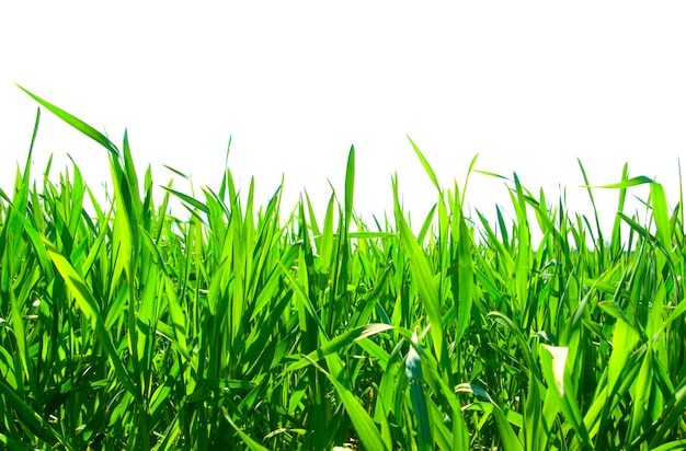 Grass on white