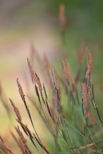 Grass in the wind