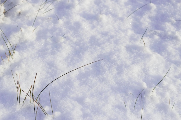 晴れた日の雪と冬の牧草地の草