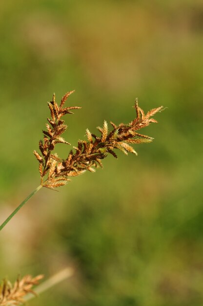 Grass with beautiful flowers