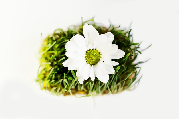 Grass with daisies on a white background