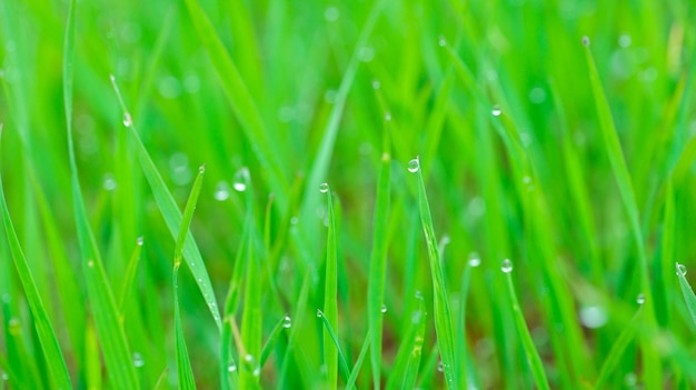 Grass with dew drops closeup