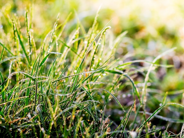 Grass with dew drops in morning during  sunrise