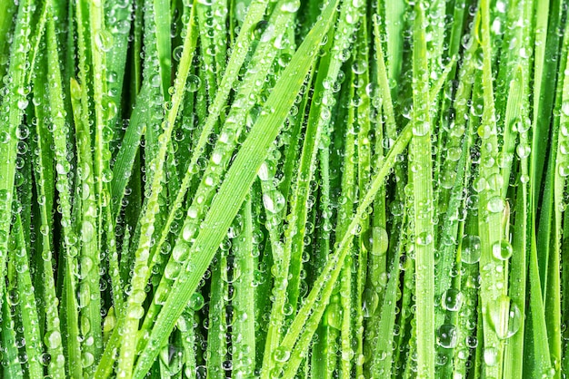 Grass with drop